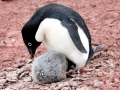Adélie Penguin