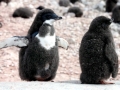 Adélie Penguin