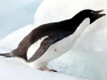 Adélie Penguin