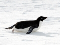Adélie Penguin