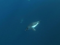 Adélie Penguin