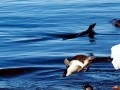 Adélie Penguin