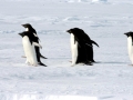Adélie Penguin
