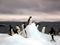 Adélie Penguin