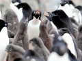 Adélie Penguin