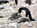 Adélie Penguin