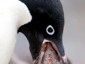 Adélie Penguin