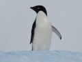 Adélie Penguin