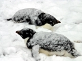 Adélie Penguin
