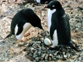Adélie Penguin