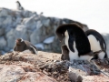 Adélie Penguin