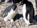 Adélie Penguin