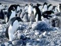 Adélie Penguin