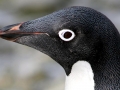Adélie Penguin