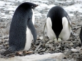 Adélie Penguin