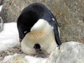 Adélie Penguin