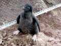 Adélie Penguin