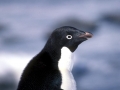 Adélie Penguin