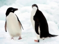 Adélie Penguin