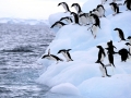 Adélie Penguin