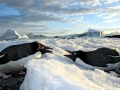 Adélie Penguin