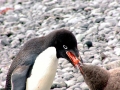 Adélie Penguin