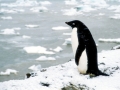 Adélie Penguin