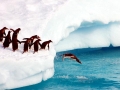 Adélie Penguin
