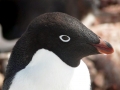 Adélie Penguin