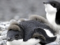 Adélie Penguin