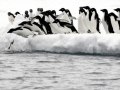 Adélie Penguin