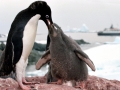 Adélie Penguin
