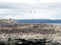 Adélie Penguin