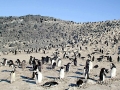 Adélie Penguin