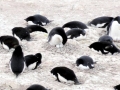 Adélie Penguin