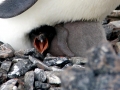 Adélie Penguin