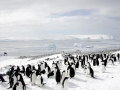 Adélie Penguin