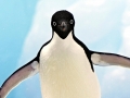 Adélie Penguin