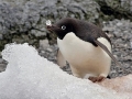 Adélie Penguin