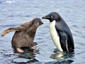 Adélie Penguin