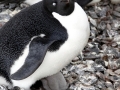 Adélie Penguin