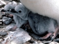 Adélie Penguin
