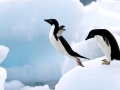 Adélie Penguin