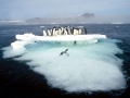 Adélie Penguin