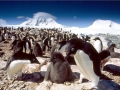 Adélie Penguin