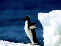 Adélie Penguin