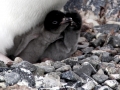 Adélie Penguin