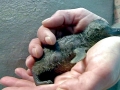 Adélie Penguin