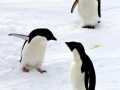 Adélie Penguin