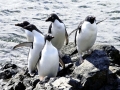 Adélie Penguin